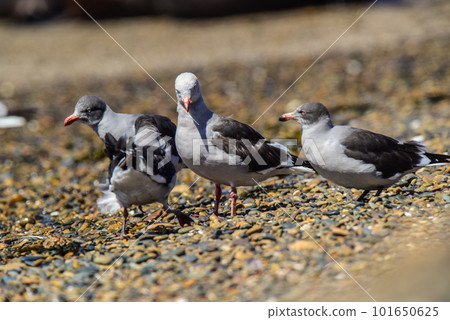 Dolphin Gull 101650625