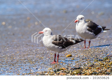 Dolphin Gull 101650626