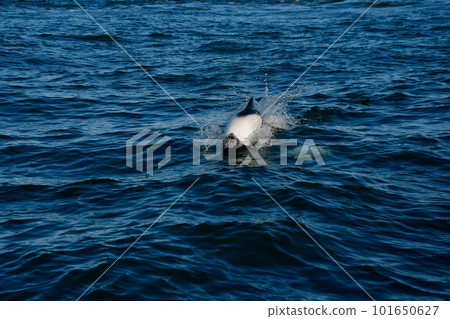 Commerson dolphin swimming, Patagonia , Argentina. 101650627