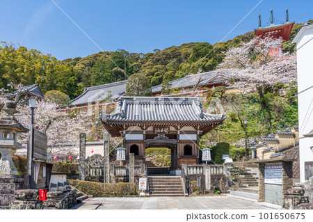 【23號不動所】春天藥王寺仁王門【四國88處】 101650675