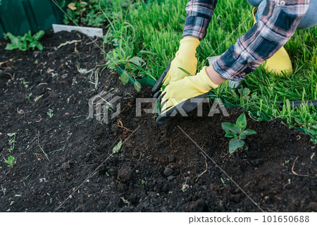 Hand of woman gardener in gloves holds seedling of small apple tree in her hands preparing to plant it in the ground. Tree planting concept 101650688