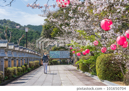 [編號23]櫻花盛開的藥王寺[四國88寺院] 101650704