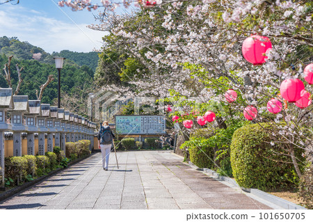[編號23]櫻花盛開的藥王寺[四國88寺院] 101650705