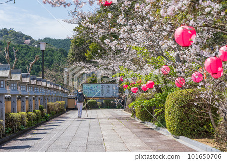 [編號23]櫻花盛開的藥王寺[四國88寺院] 101650706