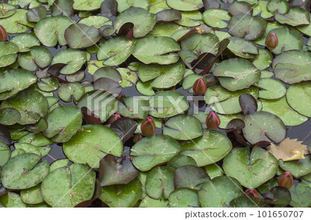 water lilies on the lake 101650707
