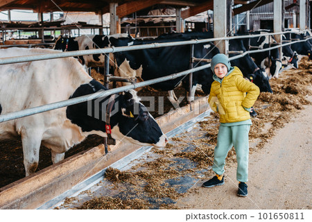 Caucasian little boy feeding cows on farm. Herd of milk cattle. Modern family countryside lifestyle. Agriculture and farming. Autumn season Caucasian little boy feeding cows on farm. Herd of milk cattle. Modern family countryside lifestyle. Agriculture and farming. Autumn season 101650811