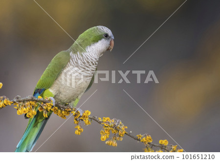 Parakeet perched on a branch of Calden , La Pampa, Patagonia, Argentina 101651210