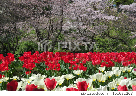 櫻花和郁金香盛開的春天風景 櫻花和郁金香盛開的春天風景 101651268