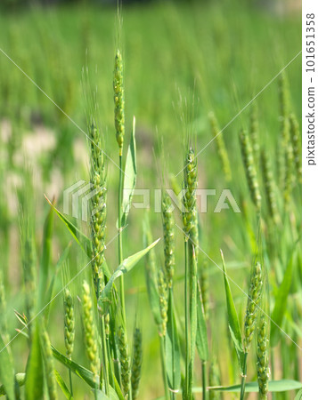 Wheat field 101651358