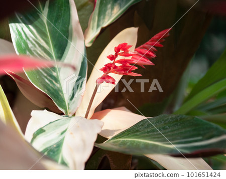 stromante flower stromante flower 101651424