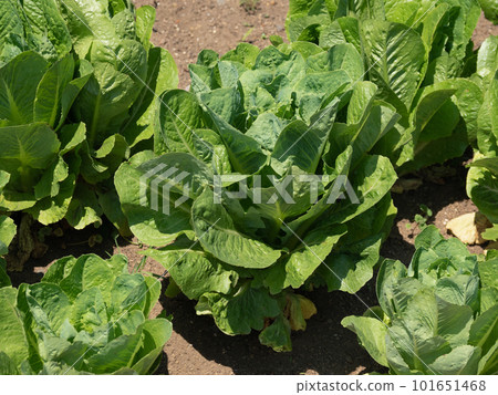 Romaine lettuce cultivation 101651468