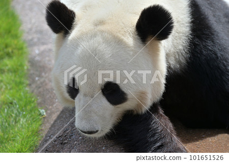 由濱沐浴放鬆 101651526