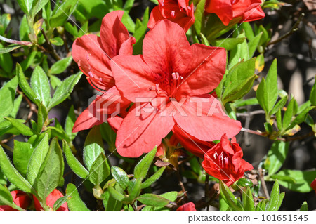 杜鵑花 101651545
