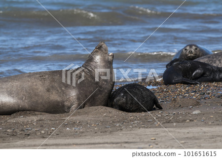 Elephant seal family, Peninsula Valdes, Patagonia, Argentina Elephant seal family, Peninsula Valdes, Patagonia, Argentina 101651615