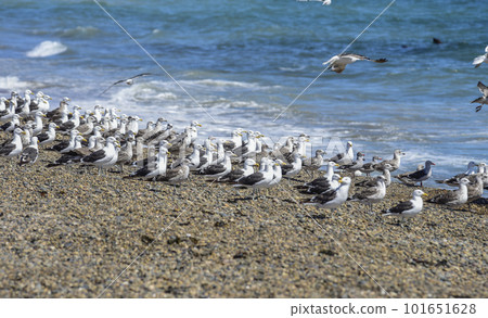 Kelp Gull flock on a beach,Patagonia, Argentina. 101651628