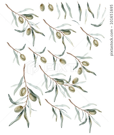 Watercolor illustration set of beautiful green olive's for healthy life and design background. Hand painted isolated on a white background. Stock illustration, big collection, set. 101651695