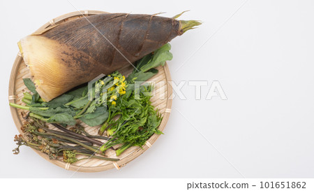 春季野生植物形象：竹筍、蕨菜、油菜花等。 101651862