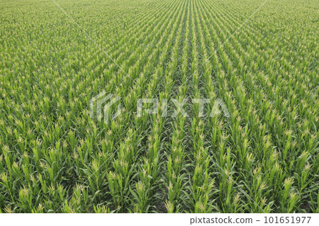 Sunflower cultivation, Aerial view, in pampas region, Argentina 101651977