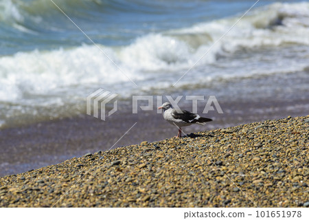 Dolphin Gull 101651978