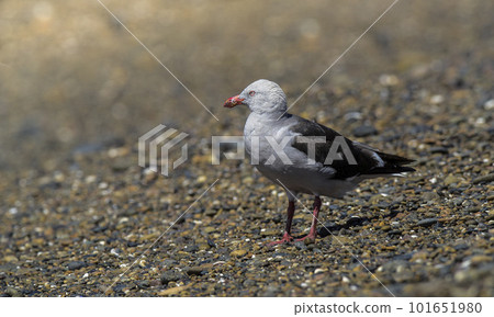 Dolphin Gull 101651980