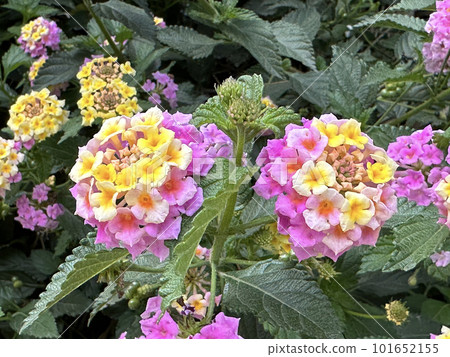 Beautiful flowering shrub lantana camara Beautiful flowering shrub lantana camara 101652155