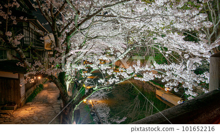 春天燈火通明的櫻花 101652216
