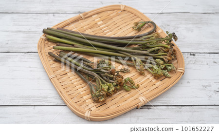 Bracken｜Image of wild vegetables in spring on a colander 101652227