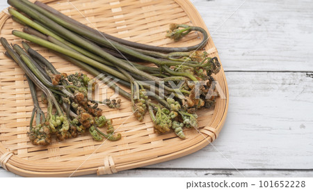Bracken｜Image of wild vegetables in spring on a colander 101652228