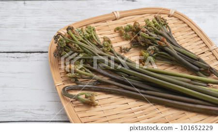 Bracken｜Image of wild vegetables in spring on a colander 101652229