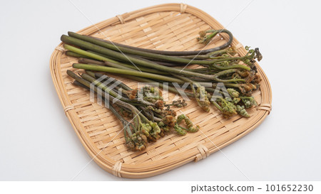 Bracken｜Image of wild vegetables in spring on a colander 101652230