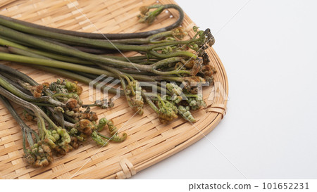 Bracken｜Image of wild vegetables in spring on a colander 101652231