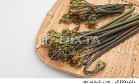 Bracken｜Image of wild vegetables in spring on a colander 101652232