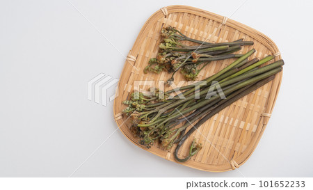 Bracken｜Image of wild vegetables in spring on a colander 101652233