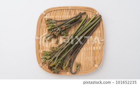 Bracken｜Image of wild vegetables in spring on a colander 101652235