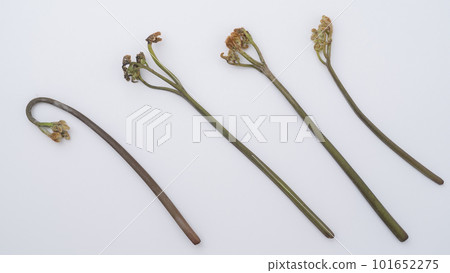 White background and bracken | Spring wild vegetable image 101652275