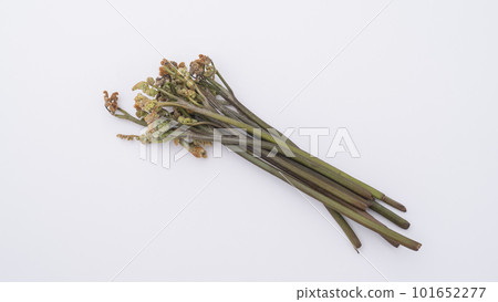 White background and bracken | Spring wild vegetable image 101652277