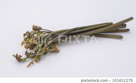 White background and bracken | Spring wild vegetable image 101652278