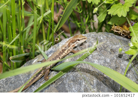 Japanese kana snake Japanese kana snake 101652417