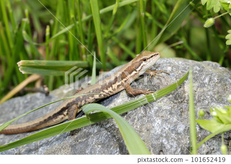 日本假名蛇 101652419