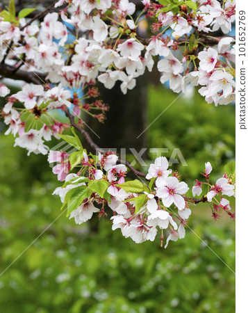 Rain-wet cherry blossoms beginning to fall 101652769