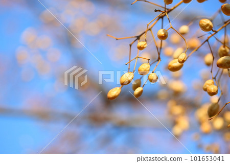 Chinaberry nut 101653041