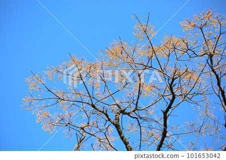 仙丹堅果 101653042