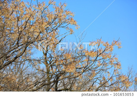 Chinaberry nut 101653053