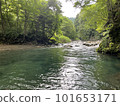 有美麗的新鮮綠色植物的河 101653171