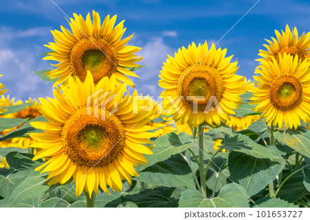 向日葵，夏天圖像 101653727