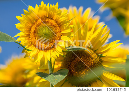 向日葵,夏天圖像 向日葵,夏天圖像 101653745