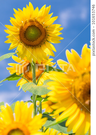 向日葵,夏天圖像 向日葵,夏天圖像 101653746