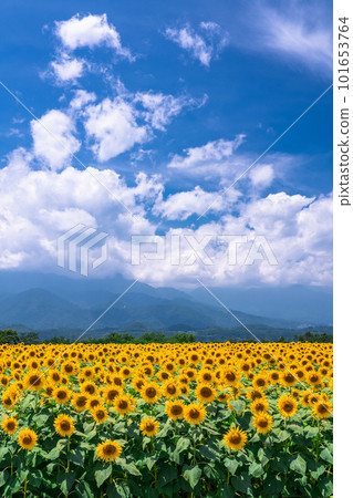 Sunflower, summer image Sunflower, summer image 101653764