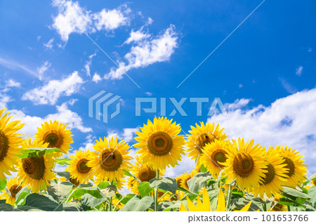 向日葵,夏天圖像 向日葵,夏天圖像 101653766