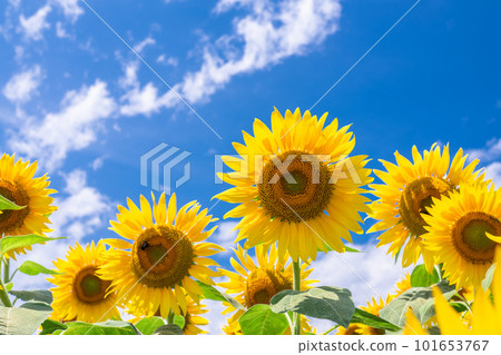 向日葵,夏天圖像 向日葵,夏天圖像 101653767